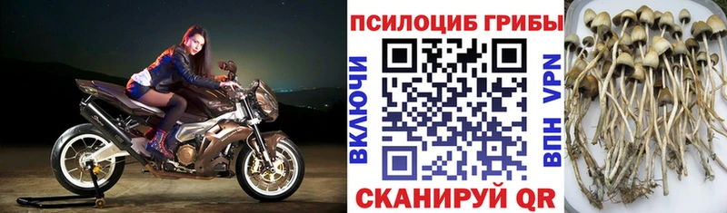 Галлюциногенные грибы прущие грибы Купить Ливны